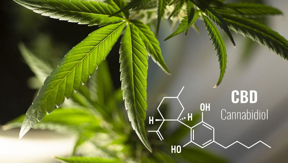 Nos fleurs de CBD