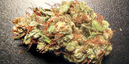 Alien Kush CBD [Hydroponique]